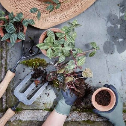 3-Tine Cultivator - Image 3
